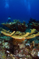   Elkhorn Coral Exploratory Diving Expedition Sian Kaan Bioreserve. Pristine Virgin reefs incredible locations amazing diversity sites. Bioreserve sites  